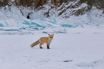 Red fox at the ice of Baikal, Russia