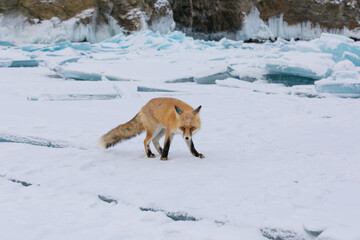 Red fox at the ice of Baikal, Russia