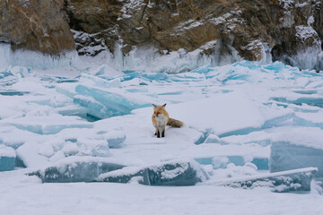 Red fox at the ice of Baikal, Russia