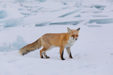 Red fox at the ice of Baikal, Russia
