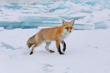 Red fox at the ice of Baikal, Russia