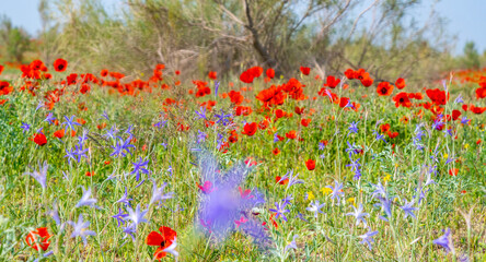 Fototapeta premium Poppies growing in the kyzylkum desert