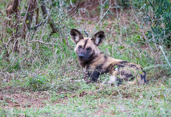 African wild dogs begin to eat the animals they hunt alive. Wild dogs are usually in groups of 20-30 individuals.