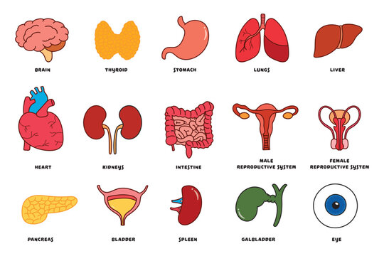 Vector illustration icon set of various human body internal organs