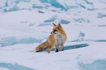 Naklejka na ściany i meble Red fox at the ice of Baikal, Russia