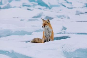 Red fox at the ice of Baikal, Russia
