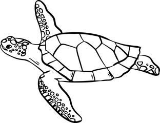sketch turtle