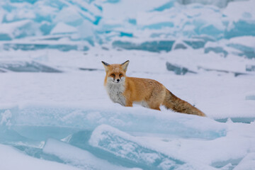 Red fox at the ice of Baikal, Russia