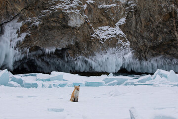 Red fox at the ice of Baikal, Russia
