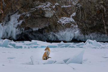 Red fox at the ice of Baikal, Russia