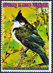 Cancelled postage stamp printed by Equatorial Guinea , that shows Red-whiskered Bulbul (Pycnonotus...
