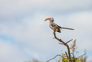 Yellow-billed hornbill (Tockus leucomelas) is live in Africa