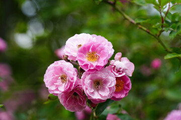 Obraz premium Pink flower full open pink rose on tree in green garden for background.