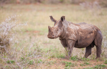 The white rhinoceros or the square-lipped rhinoceros (Ceratotherium simum) is the largest rhino species. It has a wide mouth used for grazing and is the most social of all rhino species. © selim