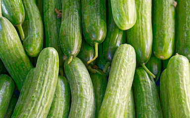 Organic green cucumbers top view close up, fresh vegan food background.