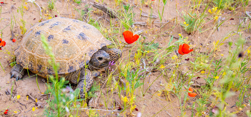Desert tortoise in the wild, wild exotic reptile in the kyzylkum desert