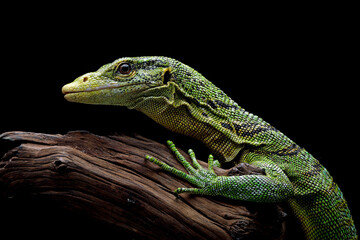 The Emerald Tree Monitor (Varanus prasinus) or Green Tree Monitor Lizard.