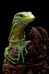 The Emerald Tree Monitor (Varanus prasinus) or Green Tree Monitor Lizard.