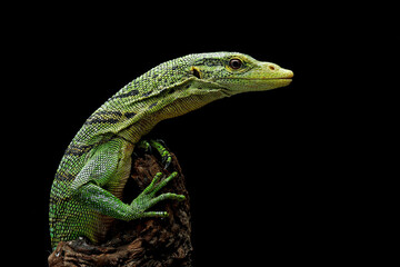 The Emerald Tree Monitor (Varanus prasinus) or Green Tree Monitor Lizard.