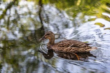 Wild duck swimming in a pond on a summer sunny day. Mallard duck swimming in a pond in the summer. Waterfowl nature wallpaper.