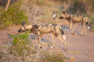 Naklejka na ściany i meble African wild dogs begin to eat the animals they hunt alive. Wild dogs are usually in groups of 20-30 individuals.