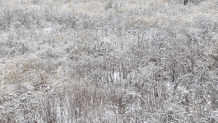 Winter frozen fields