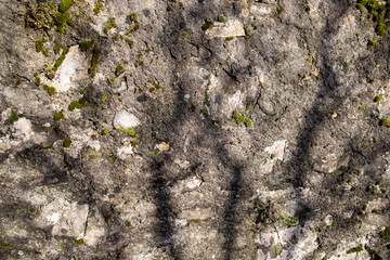 moss on the rock