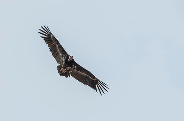 The white backed vulture (Gyps africanus) is a species fed by carrion, such as a vulture. It is a...