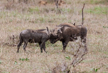 African Wild boar is considered a good prey for predators such as lions and leopards. African wild boars greet by rubbing their noses against each other.