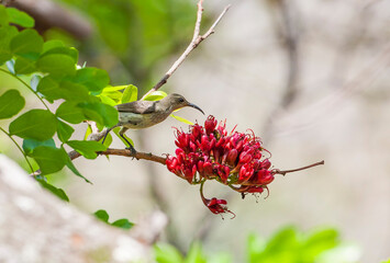 The southern double-collared sunbird or lesser double-collared sunbird (Cinnyris chalybeus) is a...
