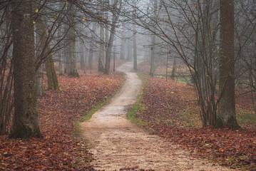 Foggy autumn park with colorful leaves on the ground and curved trail in the center