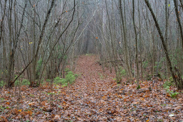 Foggy autumn park with trees and coloful leaves on the ground and trail in the center