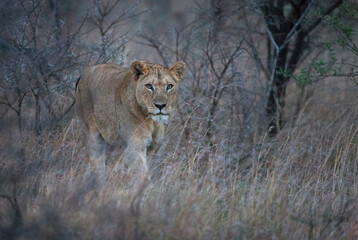 There are many lions in Hluhluwe–iMfolozi Park in South Africa.
