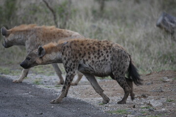 Hyenas are among the wildest hunters in Africa
