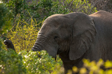 The sentient creatures of Africa are elephants. They are protected in Hluhluwe–iMfolozi Park in South Africa.