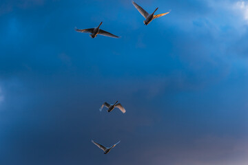 6000 swans have migrated from Siberia to Lake Hyoko in Niigata prefecture. Lake Hyoko is well known for the annual visits of over 6000 swans in November.