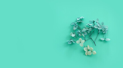 Top view image of blue Hydrangea flowers over blue background .Flat lay