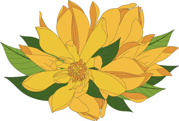 Illustration of Yellow Champaka blooming flower with leaves.