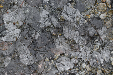Wet fallen leaf dark gray montone colored patchwork image, looking like marble crack patterns.