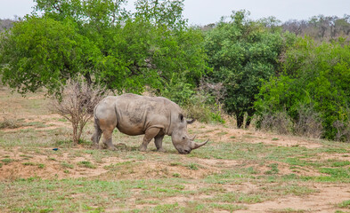 Naklejka premium Numerous white rhinos (Ceratotherium simum) live in the Hluhluwe - Impolozi National Park in South Africa and are world-renowned for this.