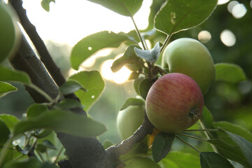 Ripe apples on tree branch in garden