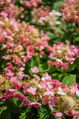 hydrangea in the summer garden