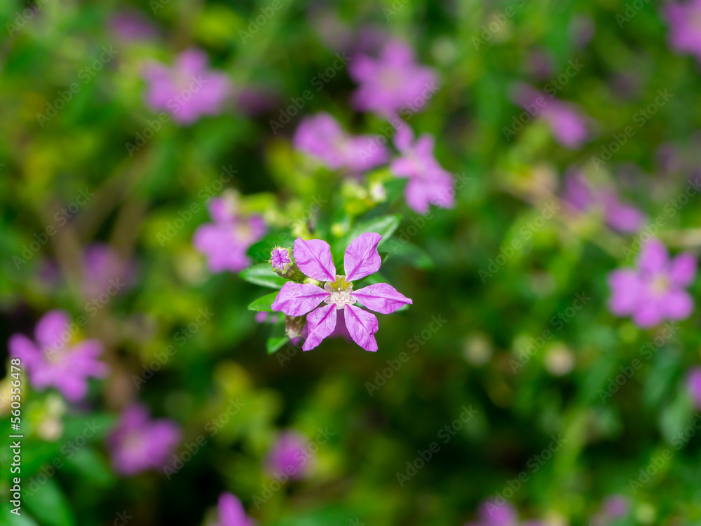 Canvas Prints close up false heather, elfin herb flower with blur leaves background.