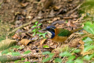 Pitta-like ground roller (Atelornis pittoides) is a species of endemic bird in the ground roller family Brachypteraciidae, Ranomafana National Park
