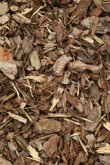 Tree bark pieces as background, top view