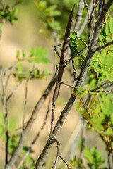 Achrioptera is a genus of stick insects, (Achrioptera impennis), Isalo National Park, Madagascar widlife animal