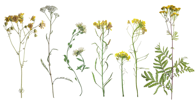 Dried wild flowers on transparent background. Flat lay, top view.