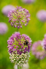 onion flowers in the garden
