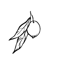 Olive with leaves monochrome outline drawing
