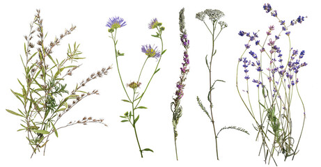 Dried wild flowers on transparent background. Flat lay, top view. - obrazy, fototapety, plakaty